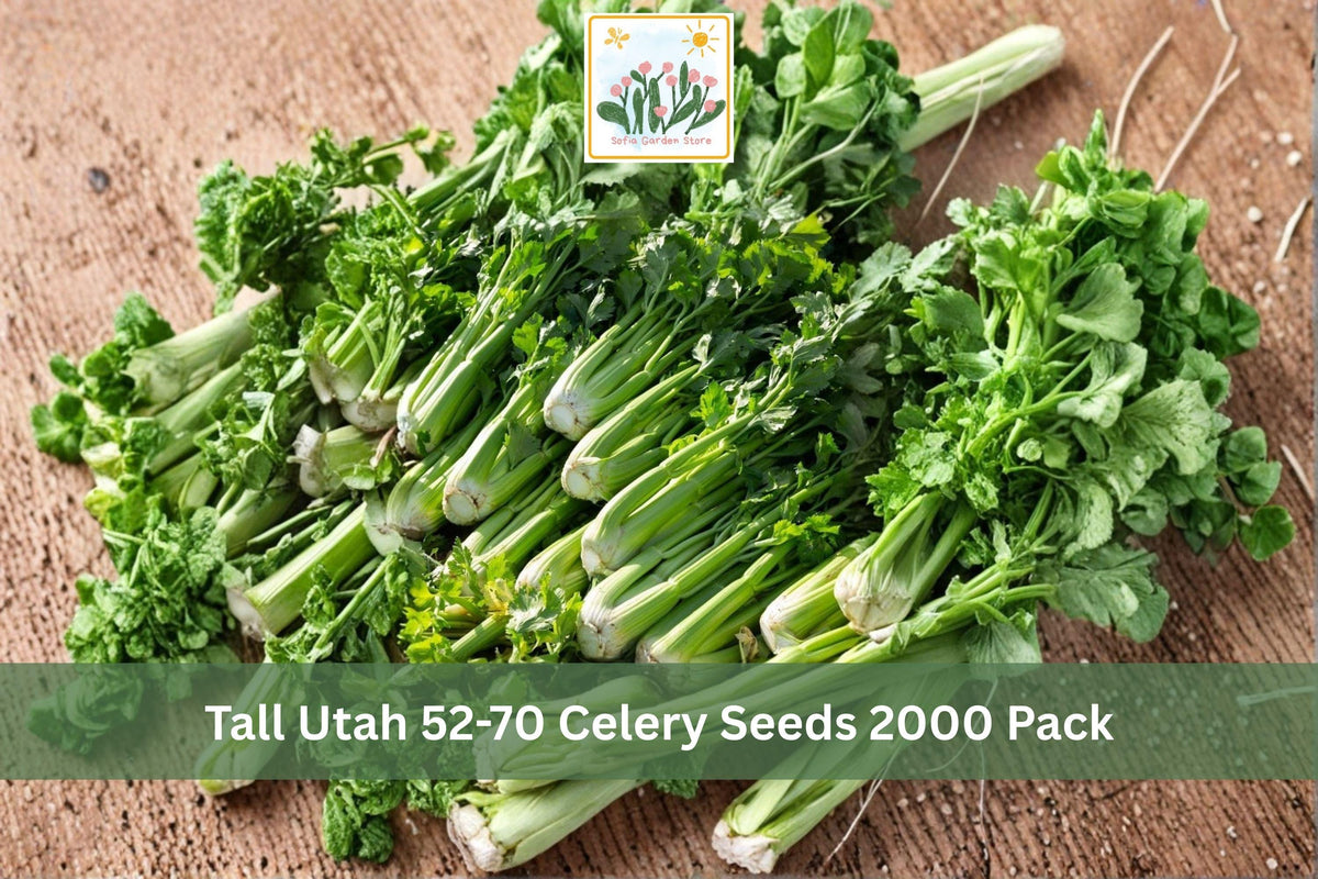 2000 Seeds Tall Utah 52-70 Celery