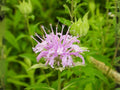 100 Seeds Wild Bergamot Bee Balm Native Flower Pollinator Garden