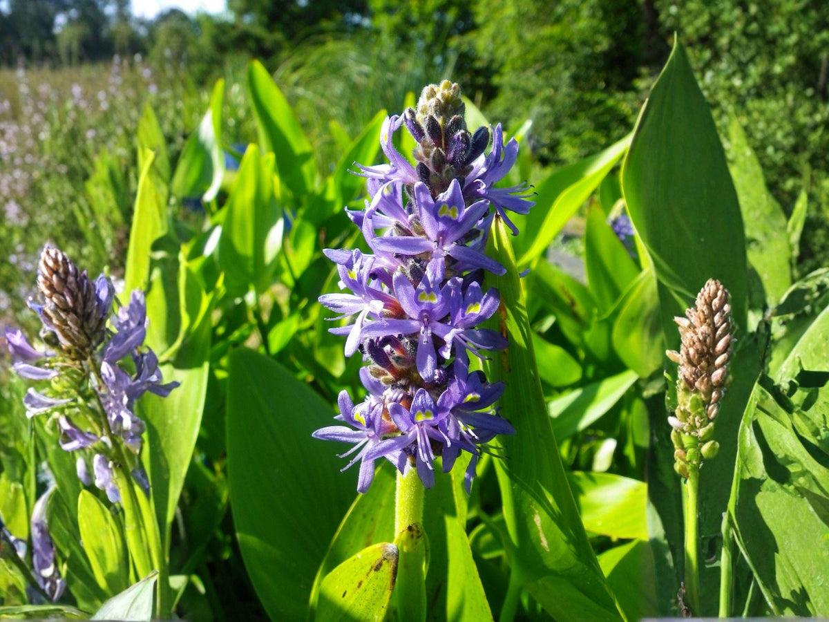 Pontederia Cordata 10 Seeds – Pickerel Weed Blue Aquatic Pond Plant