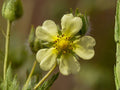 Potentilla Arguta 500 Seeds – Prairie Cinquefoil White Native Wildflower Perennial