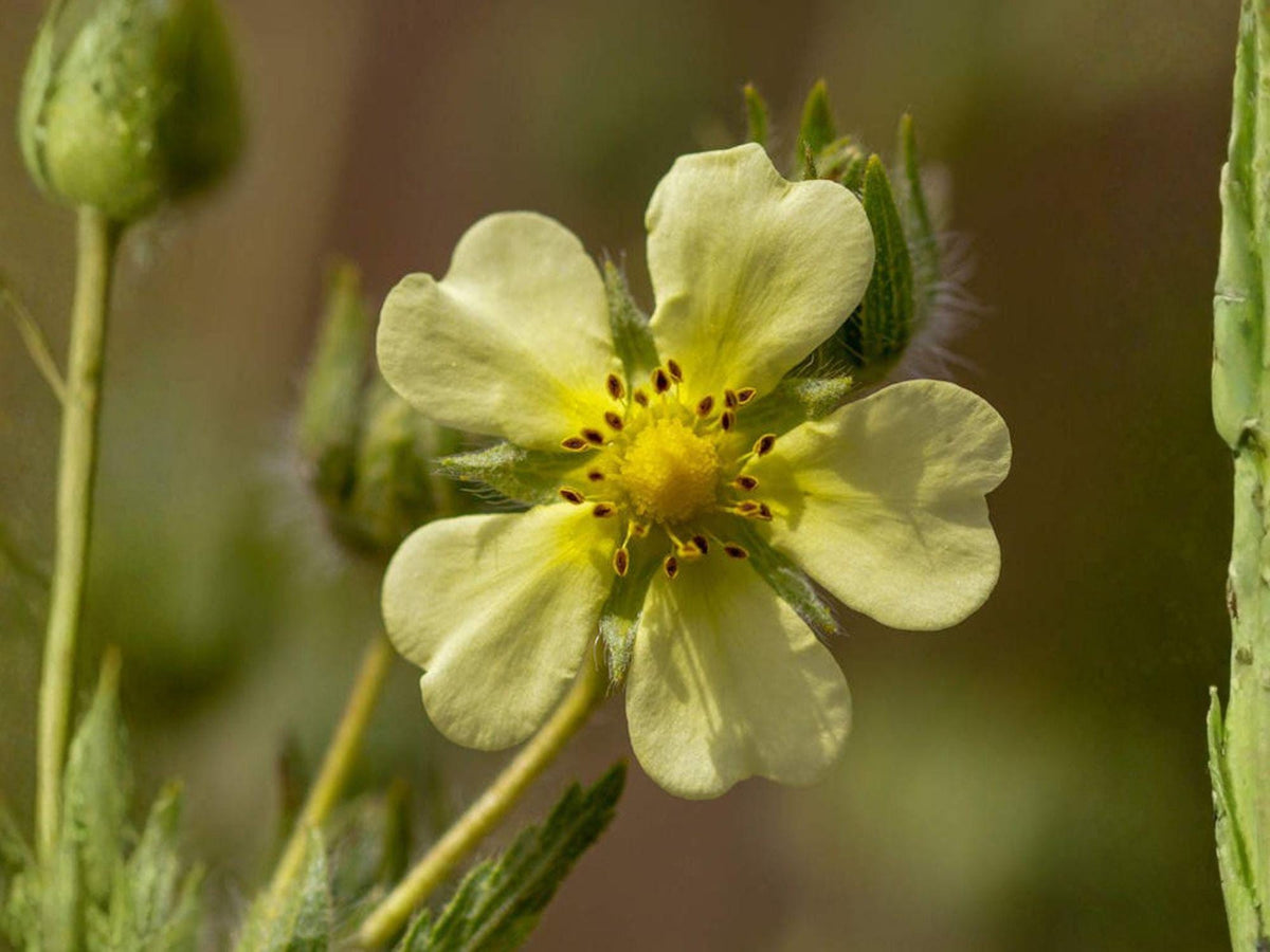 Potentilla Arguta 500 Seeds – Prairie Cinquefoil White Native Wildflower Perennial