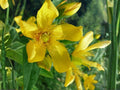 Helenium Autumnale 500 Seeds – Autumn Sneezeweed Helen's Flower Yellow Fall Pollinator Perennial