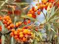 20 Sea Buckthorn Seeds – Heirloom Non-GMO Berry Shrub for Garden Planting