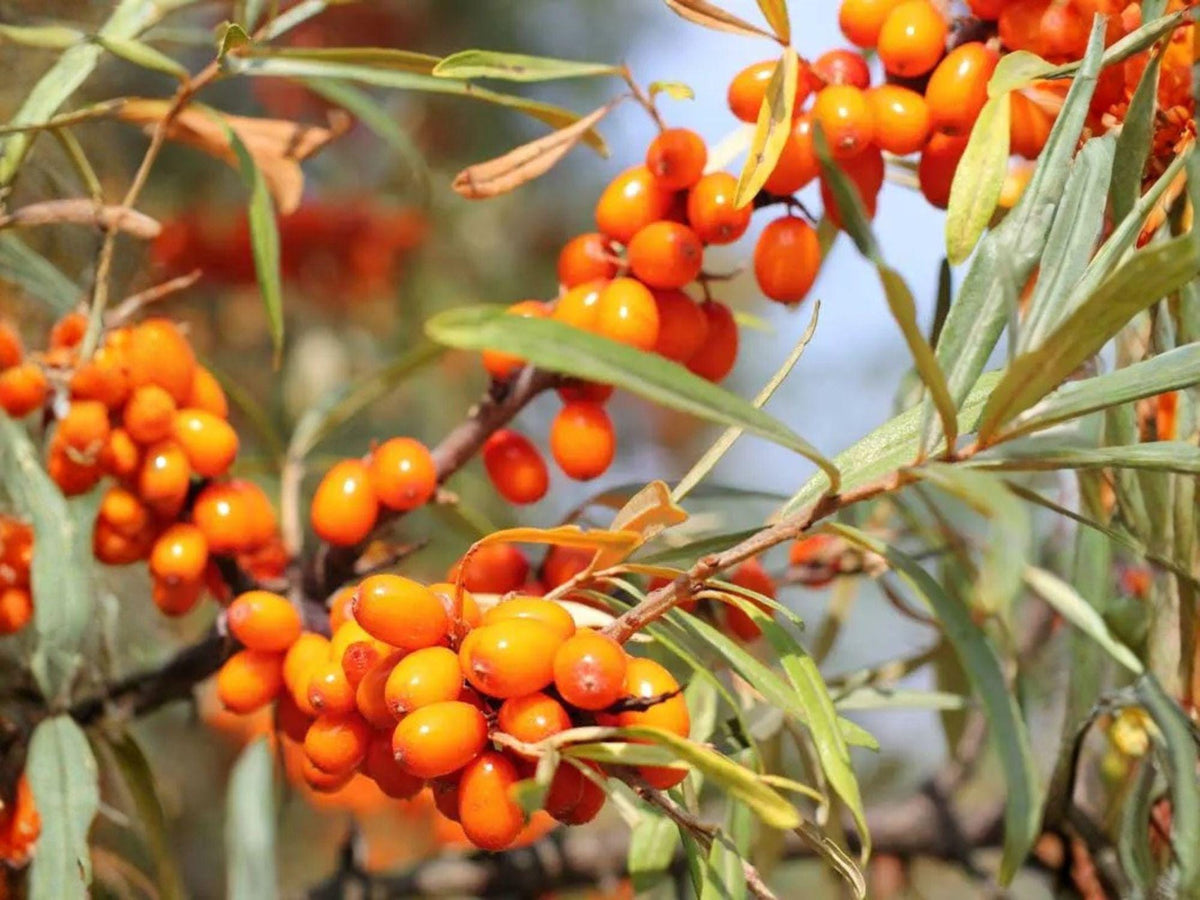 20 Sea Buckthorn Seeds – Heirloom Non-GMO Berry Shrub for Garden Planting