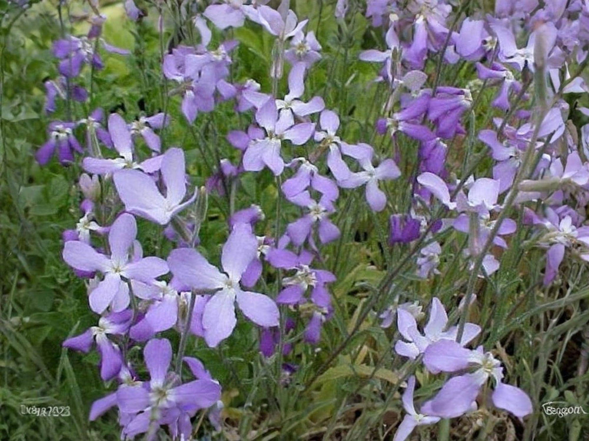 100 Evening Scented Stock Seeds – Heirloom Fragrant Night Bloom Flower for Gardens