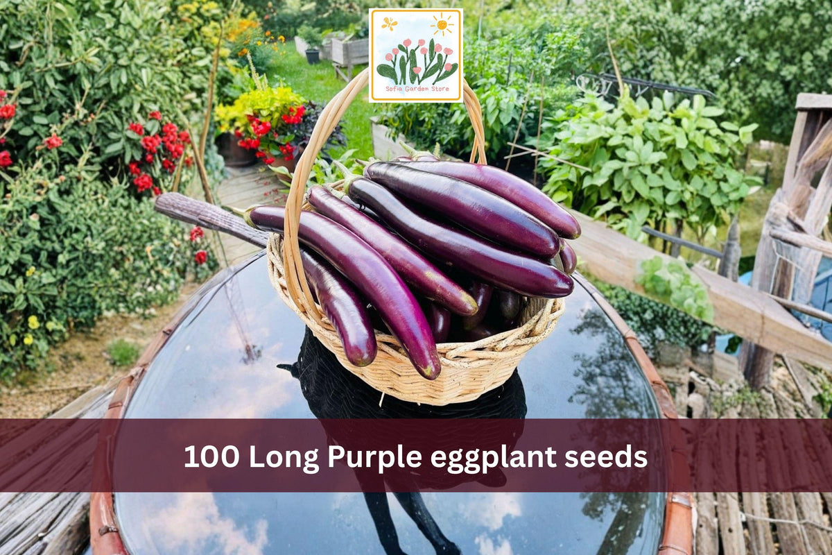 100 Seeds Long Purple Eggplant Heirloom Slender Italian Vegetable Garden