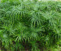 Live Dwarf Umbrella Palm Pond Plant – Tropical Marginal Aquatic for Water Gardens & Bogs
