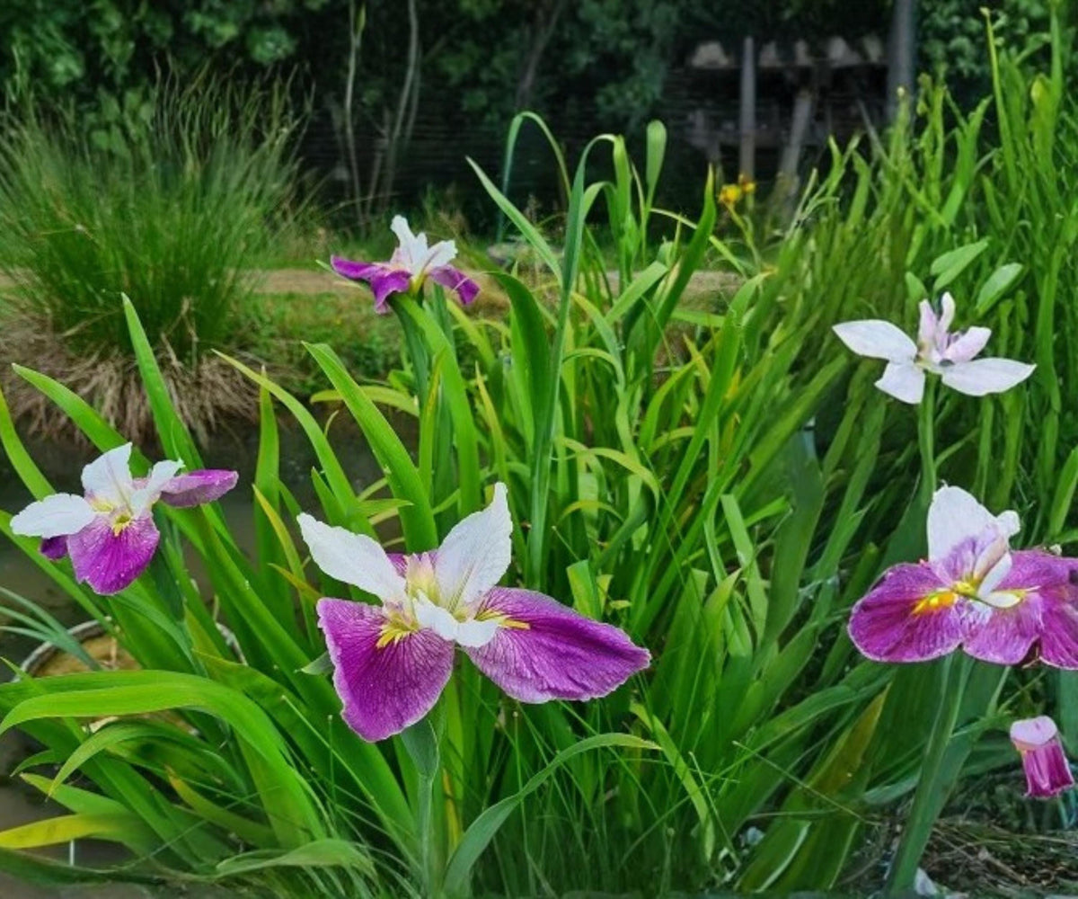 Bi-Color Louisiana Iris Live Plant – White and Purple Hardy Aquatic Marginal for Pond and Water Garden