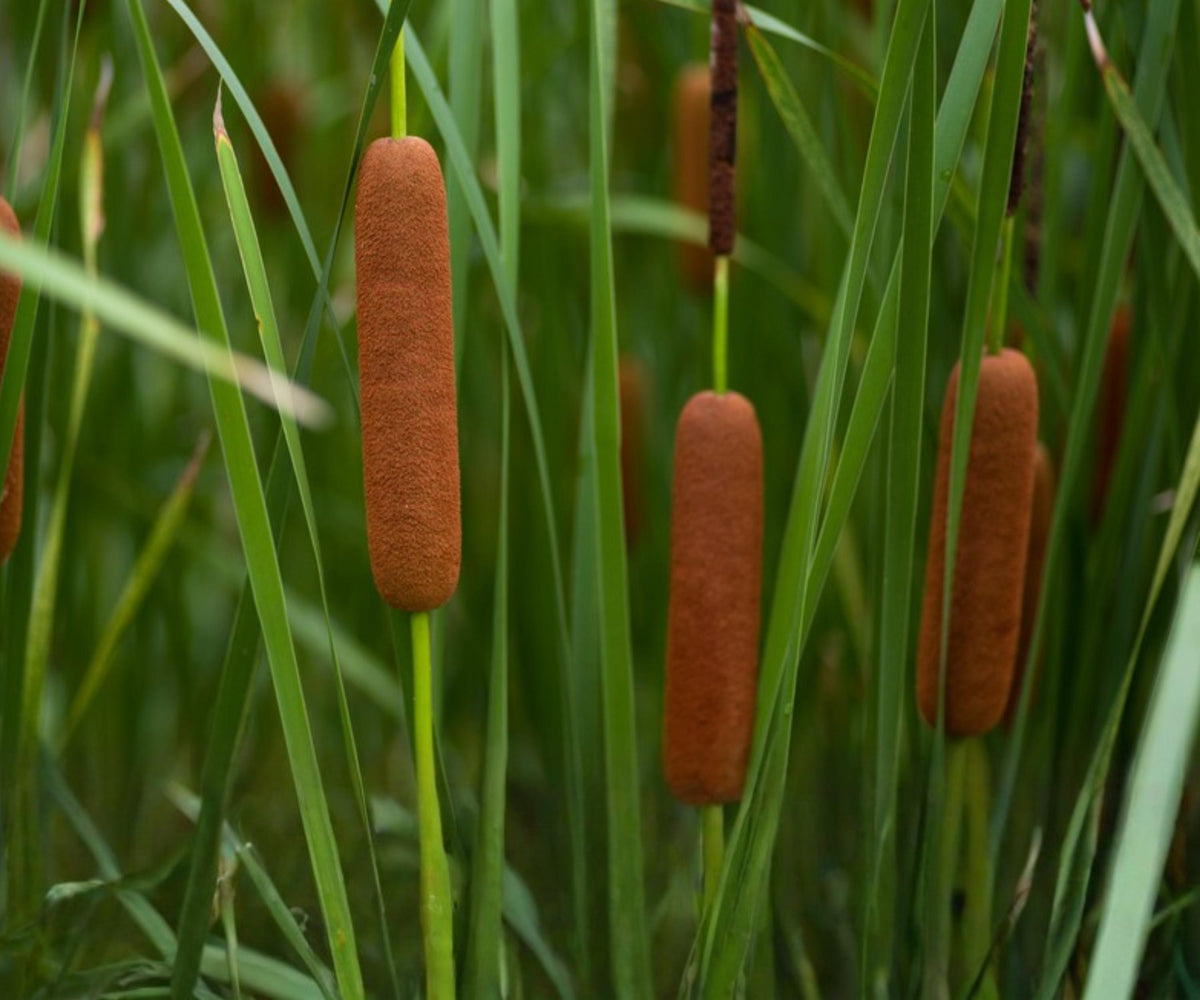 Dwarf Cattail Live Plant – Cold Hardy Aquatic Marginal for Pond & Bog Gardens