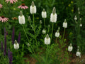 Dalea Candida 100 Seeds – White Prairie Clover Native Wildflower Pollinator Perennial