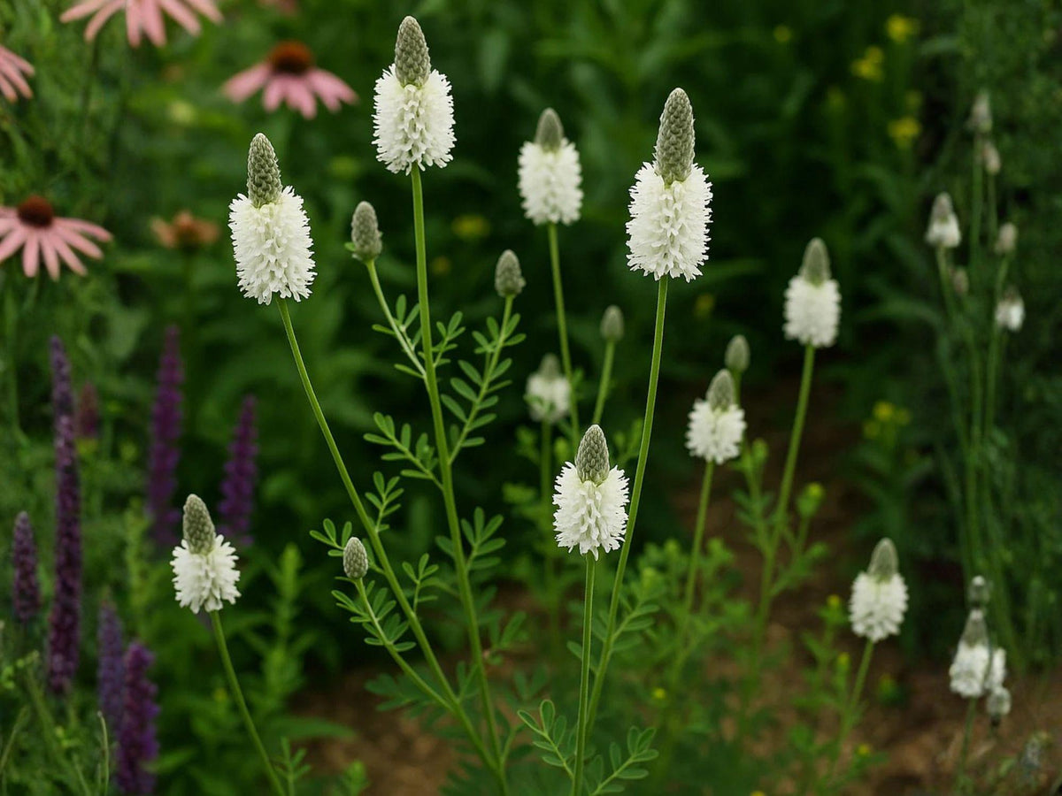 Dalea Candida 100 Seeds – White Prairie Clover Native Wildflower Pollinator Perennial