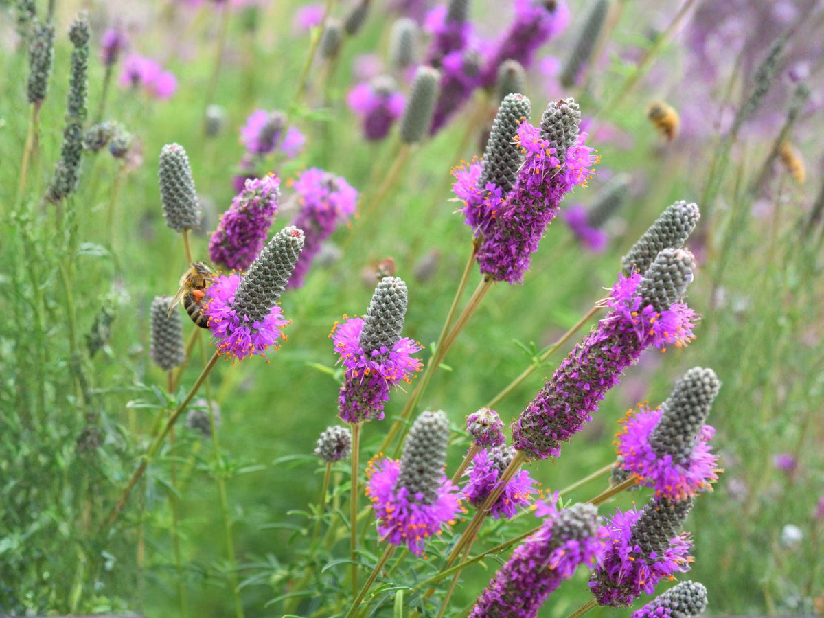 Dalea Purpurea 100 Seeds – Purple Prairie Clover Native Wildflower Pollinator Perennial