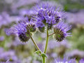 Phacelia Tanacetifolia 100 Seeds – Lacy Phacelia Purple Tansy Pollinator Flower