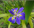 Louisiana Blue Flag Iris Live Pond Plant - Hardy Aquatic Marginal with Indigo Flowers