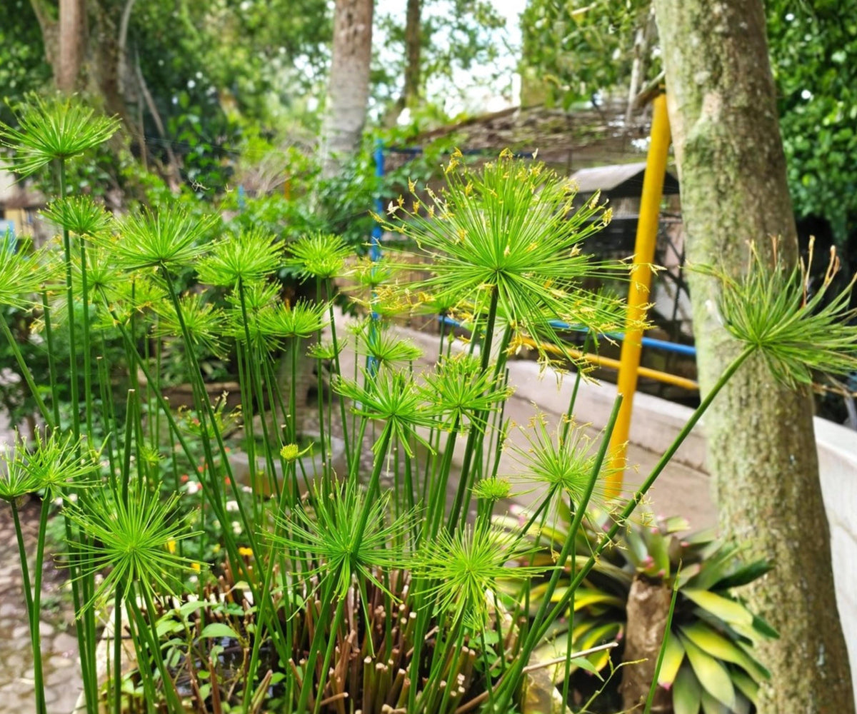Dwarf Papyrus Live Pond Plant - Cyperus Haspan Tropical Aquatic Marginal
