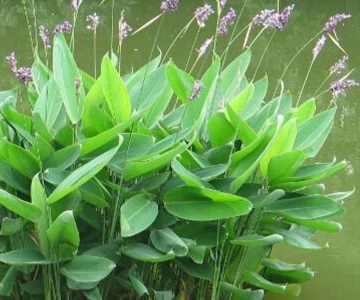 Thalia Dealbata Live Pond Plant – Hardy Water Canna for Bog Gardens