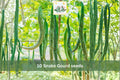 10 Seeds Snake Gourd Lagenaria siceraria Long Vining Garden Vegetable