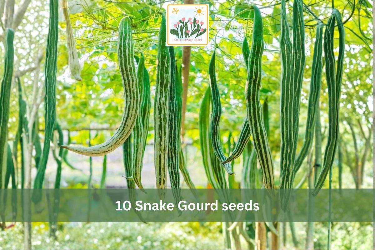 10 Seeds Snake Gourd Lagenaria siceraria Long Vining Garden Vegetable