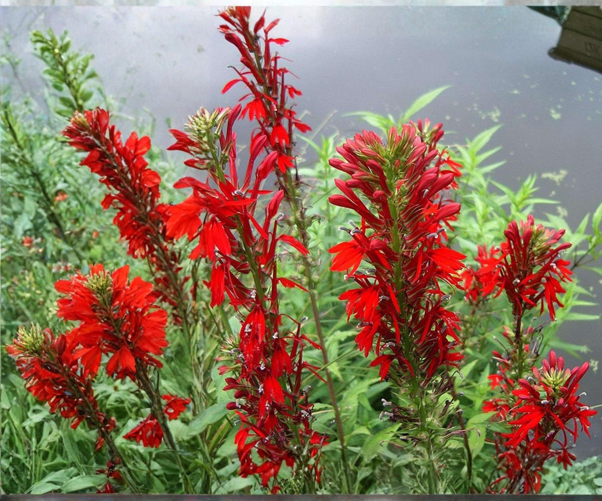 Cardinal Flower Live Plant – Lobelia cardinalis – Winter Hardy Aquatic Marginal Pond Plant