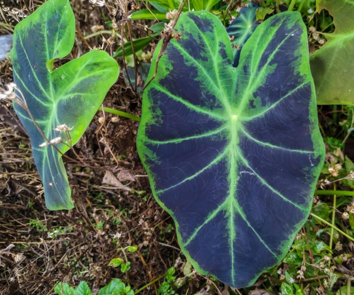 Imperial Taro Pond Live Plant – Colocasia Antiquorum Elephant Ear