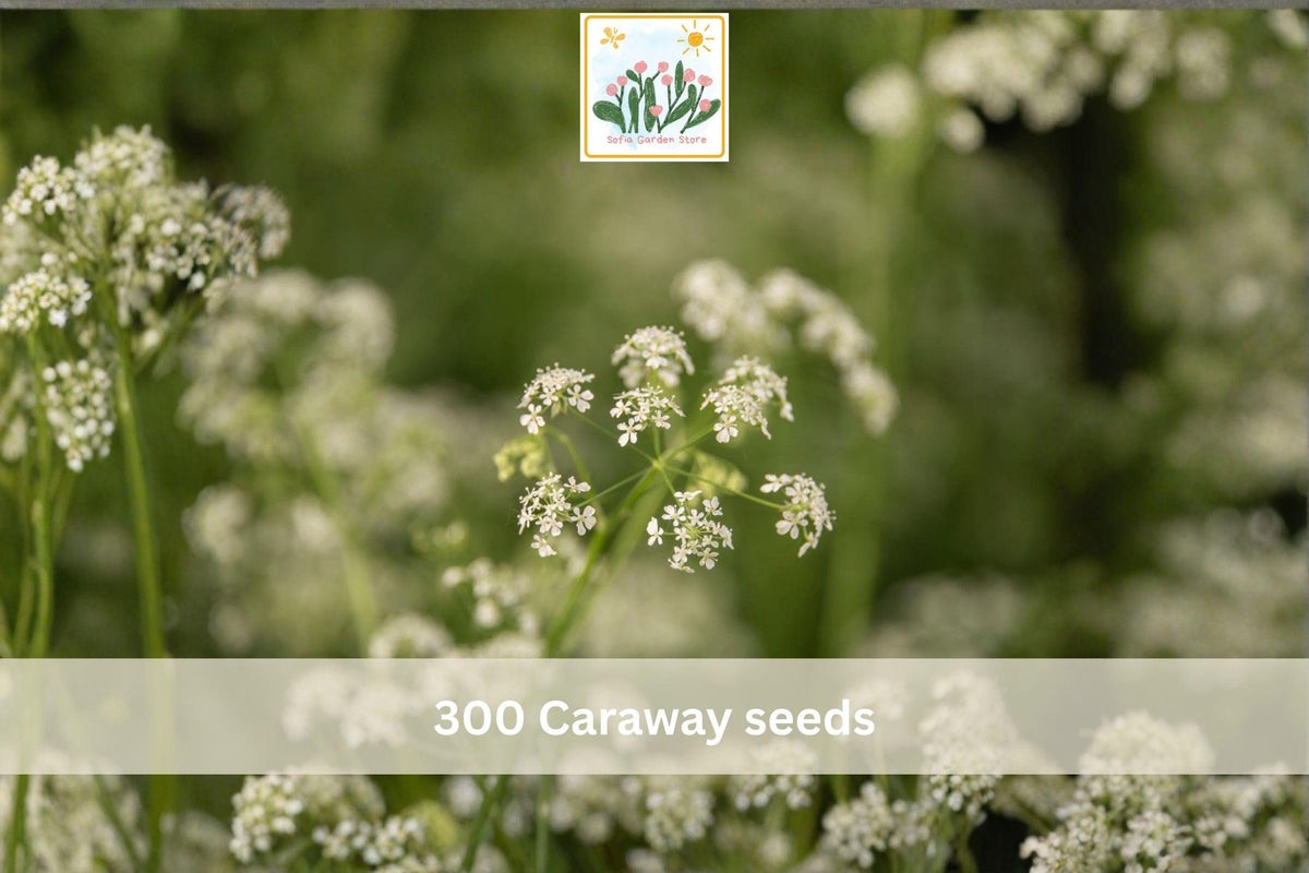 300 Caraway Seeds Carum carvi Culinary Herb Biennial Aromatic Seed