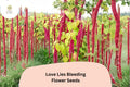Love Lies Bleeding Seeds – 100 Amaranthus caudatus | Ornamental Trailing Red Flower