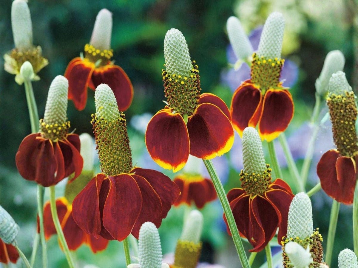 250 Mexican Hat Ratibida Columnifera Seeds – Heirloom Non-GMO Wildflower for Garden Planting