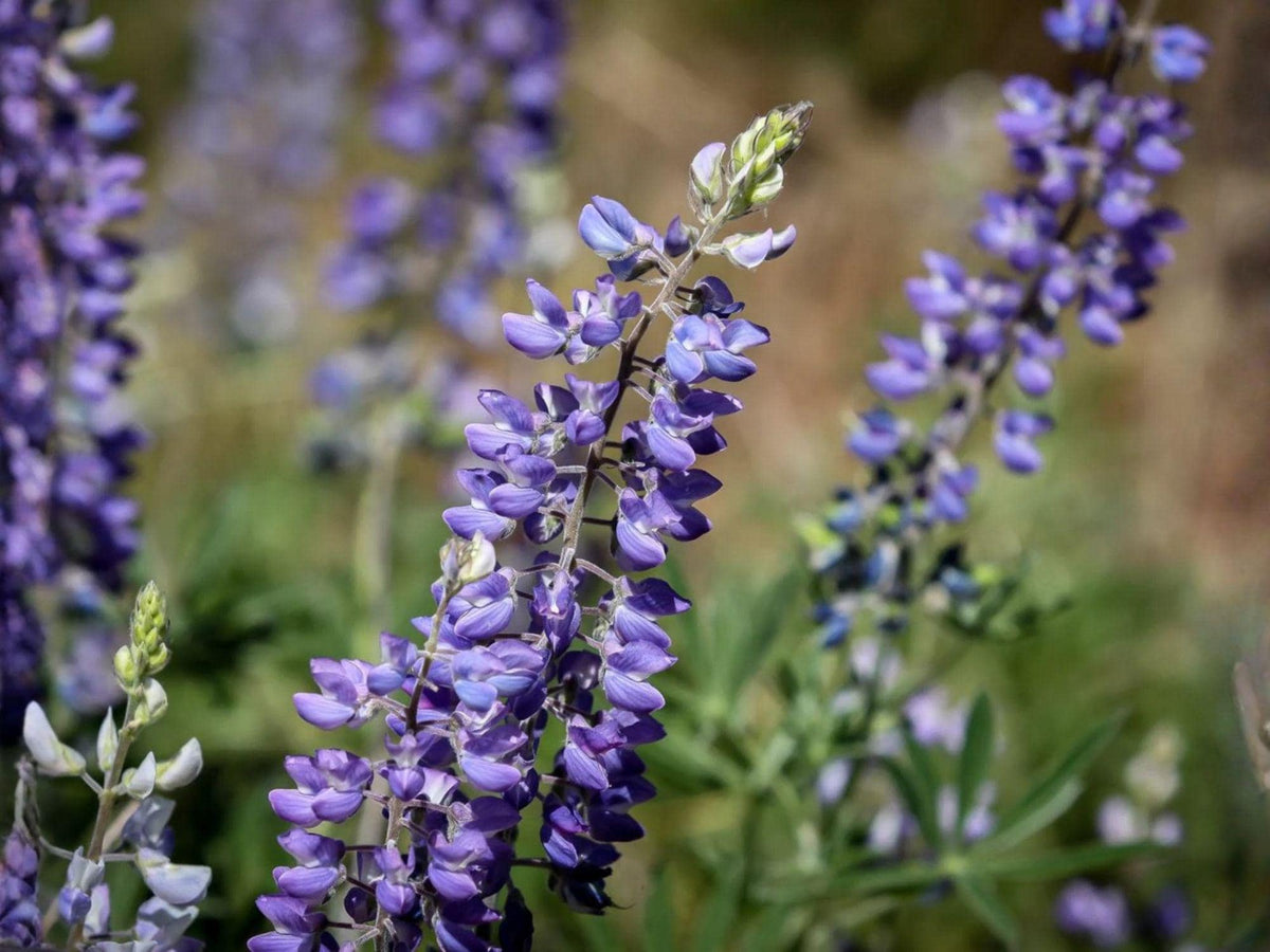 20 Large Leaf Lupine Seeds | Heirloom Non-GMO Flower for Garden Planting