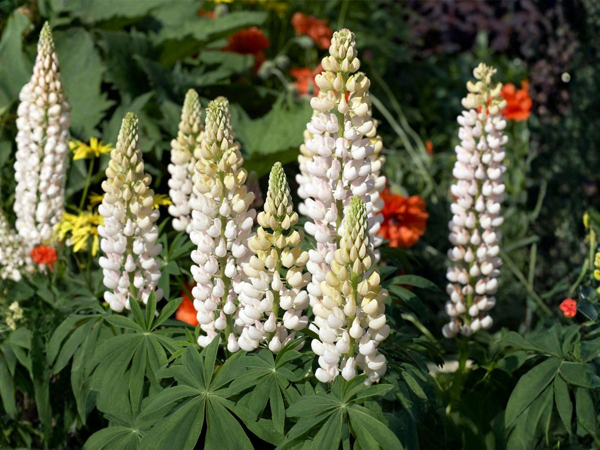 20 Russell White Lupine Seeds | Heirloom Non-GMO Flower Garden Planting