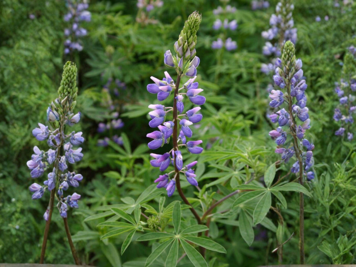 15 Riverbank Lupine Seeds | Heirloom Non-GMO Wildflower for Garden Planting