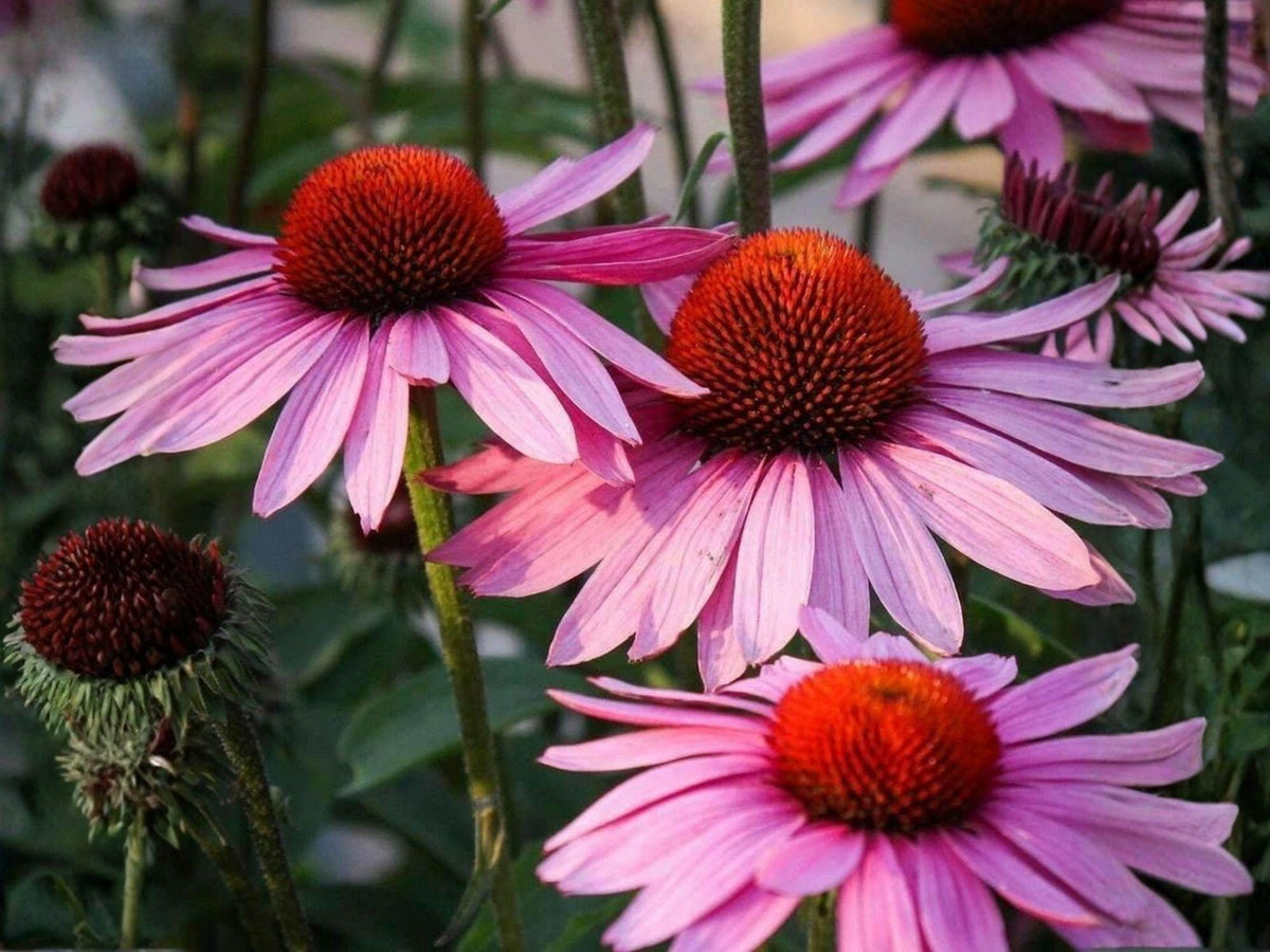 100 Purple Coneflower Seeds – Heirloom Non-GMO Echinacea for Pollinator Gardens
