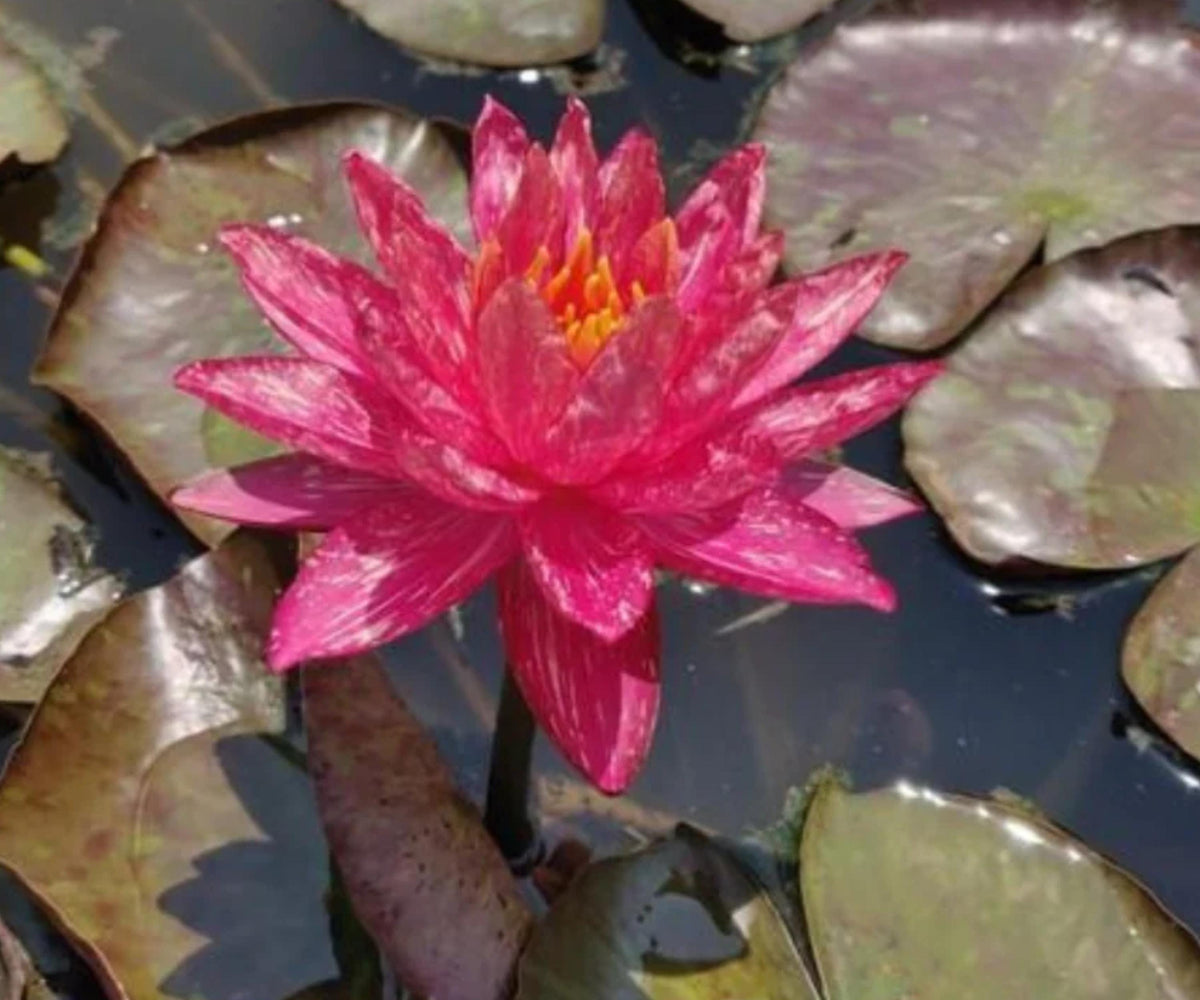 Wanvisa Water Lily Live Pond Plant – Red Hardy Nymphaea Aquatic Garden