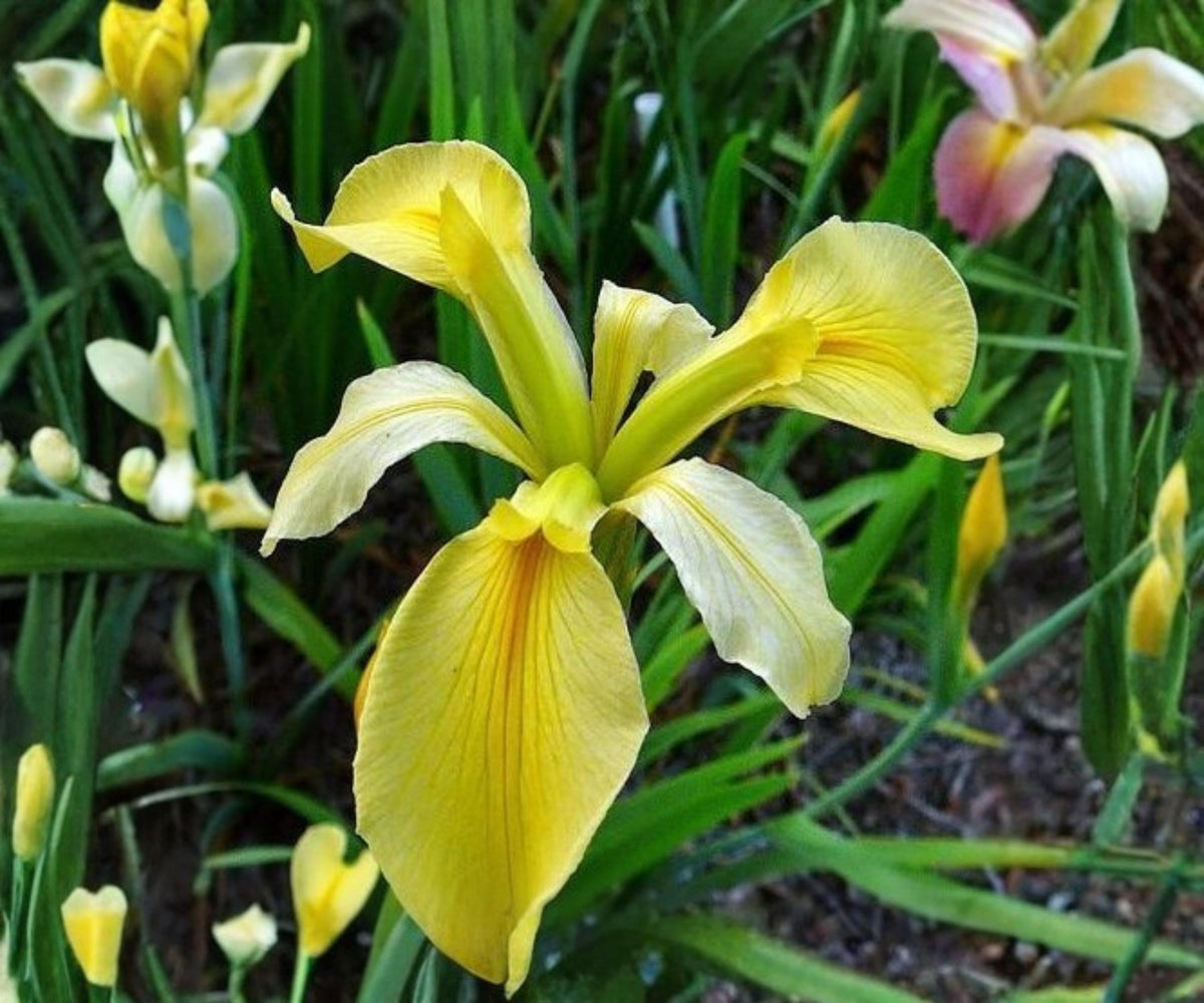 Dixie Deb Louisiana Iris Live Pond Plant – Yellow Hardy Aquatic Marginal Bog Flower