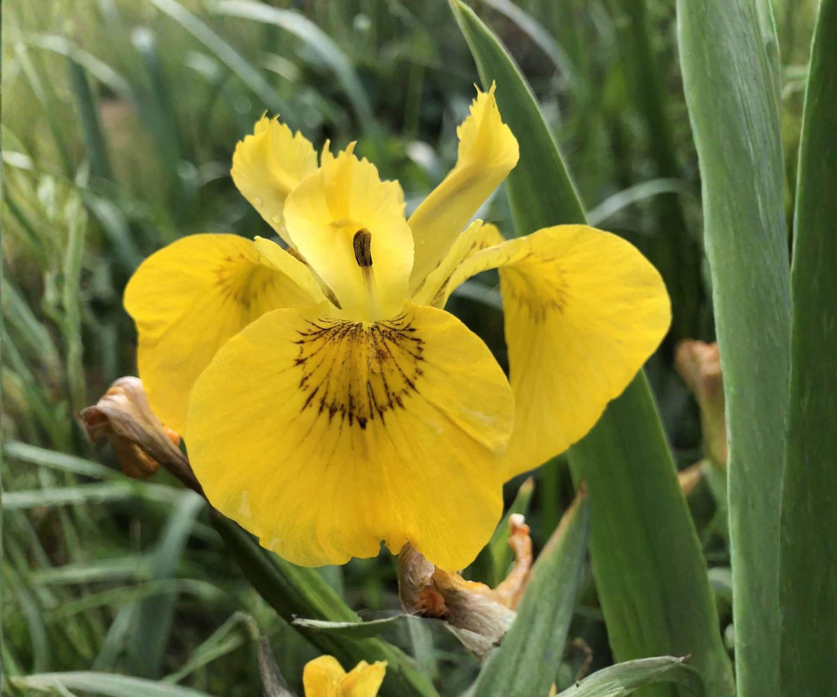 Yellow Flag Iris Live Pond Plant – Hardy Yellow Aquatic Marginal Bog Flower