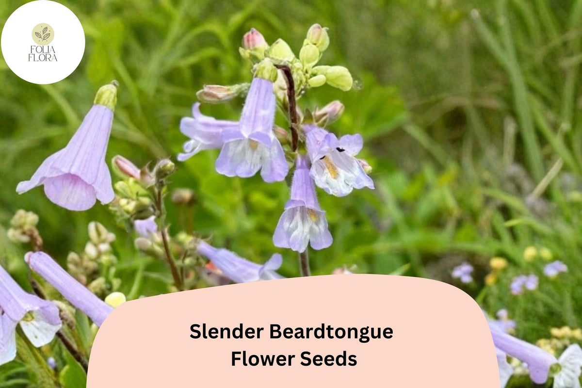 100 Slender Beardtongue Seeds – Penstemon gracilis Perennial for Pollinator & Prairie Gardens