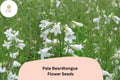 100 Pale Beardtongue Seeds - Penstemon pallidus Native White Wildflower Perennial