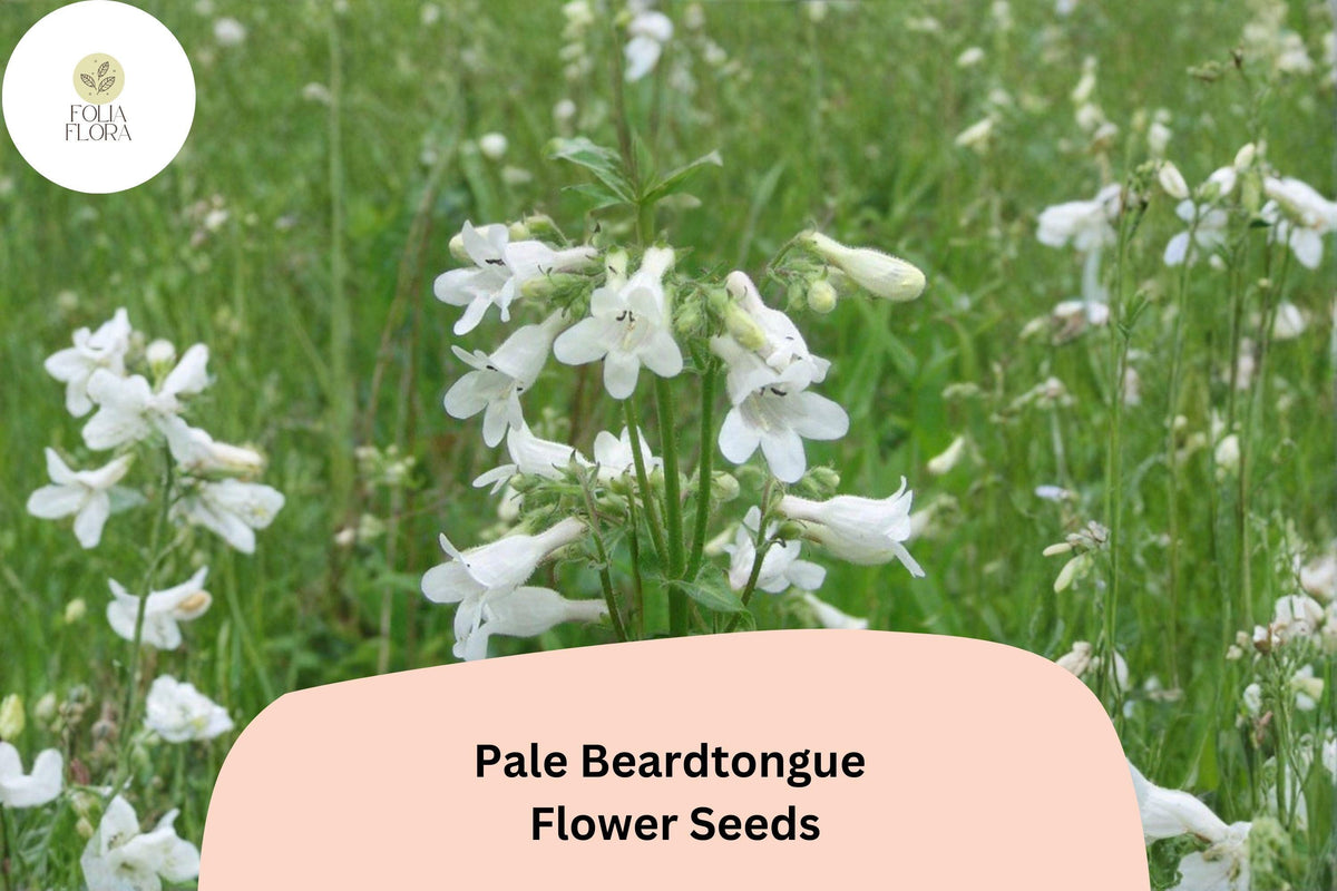 100 Pale Beardtongue Seeds - Penstemon pallidus Native White Wildflower Perennial