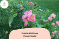 Prairie Wild Rose Seeds - 10 Rosa arkansana for Pollinator Gardens