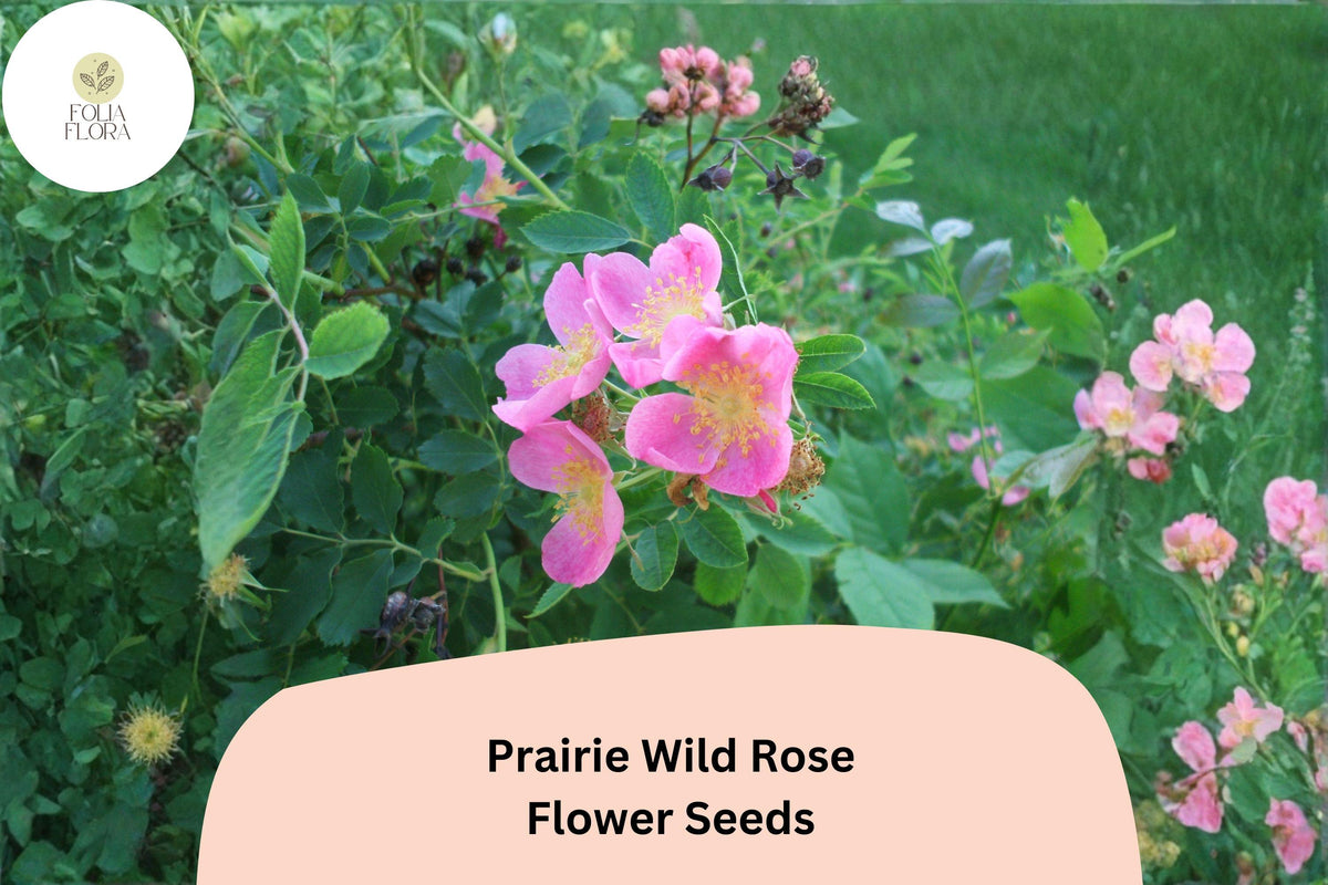Prairie Wild Rose Seeds - 10 Rosa arkansana for Pollinator Gardens