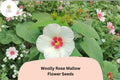 Woolly Rose Mallow Seeds – 25 Hibiscus lasiocarpos | Native White Hardy Hibiscus with Red Center