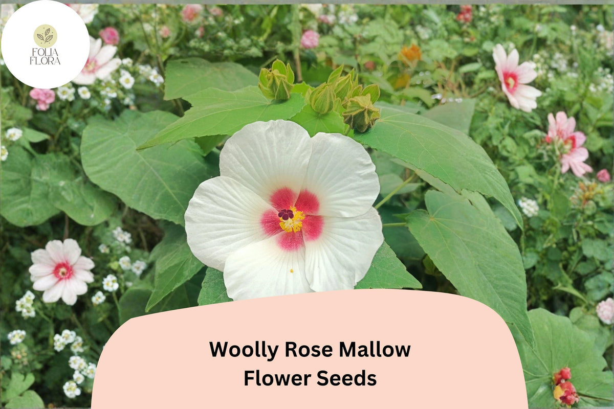 Woolly Rose Mallow Seeds – 25 Hibiscus lasiocarpos | Native White Hardy Hibiscus with Red Center