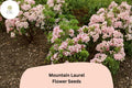 100 Mountain Laurel Seeds - Kalmia latifolia Native Evergreen Shrub