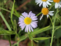 500 Decurrent False Aster Seeds Heirloom Native Wildflower Pollinator Garden