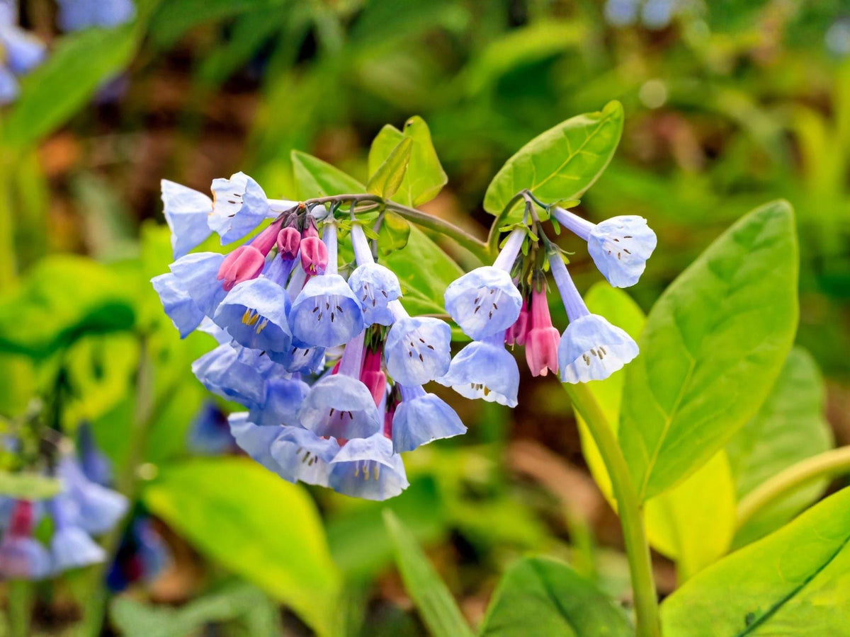 15 Virginia Bluebell Seeds Mertensia virginica Native Woodland Shade Wildflower