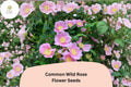 25 Wild Rose Seeds - Rosa woodsii Native Pink Flowering Shrub