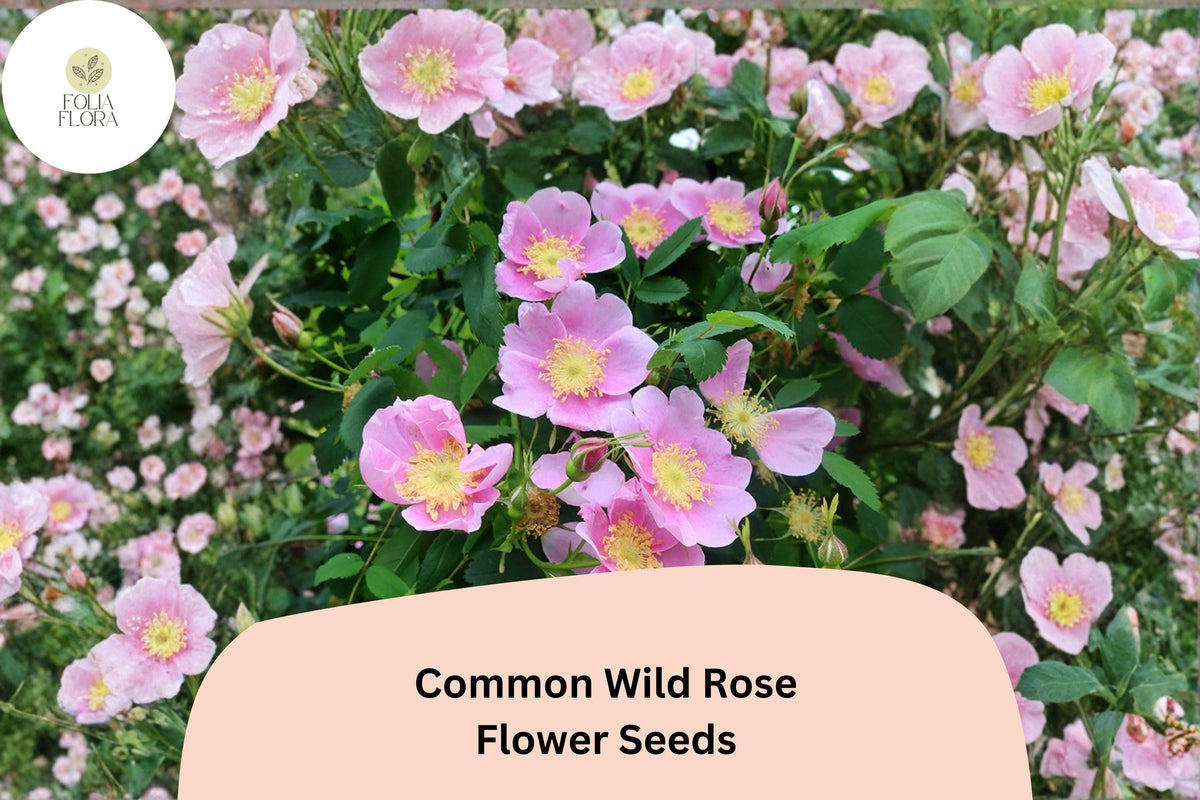 25 Wild Rose Seeds - Rosa woodsii Native Pink Flowering Shrub