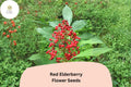 Red Elderberry Seeds – 30 Sambucus racemosa Ornamental Shrub Seeds for Gardens