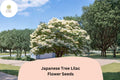Japanese Tree Lilac Seeds - 10 Syringa amurensis japonica | Ornamental Flowering Tree