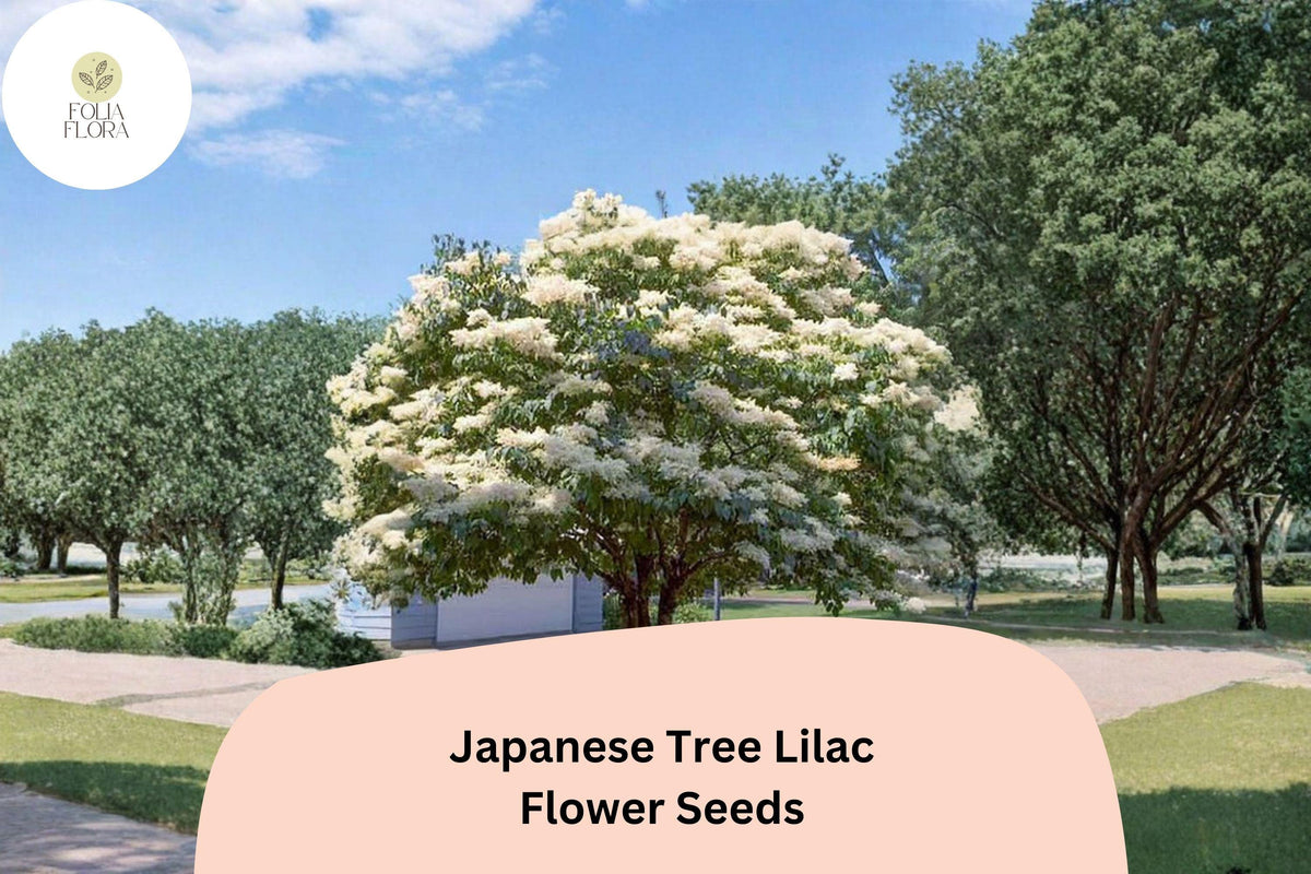 Japanese Tree Lilac Seeds - 10 Syringa amurensis japonica | Ornamental Flowering Tree