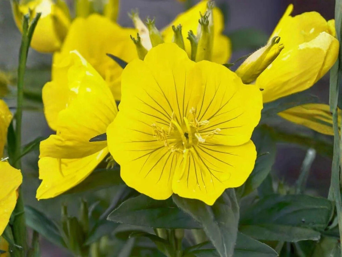 200 Evening Primrose Seeds – Heirloom Non-GMO Wildflower for Garden Planting
